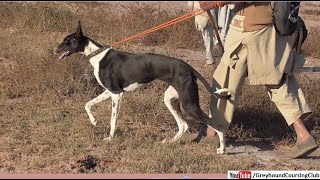 beautiful young pup of hunting breed dogs