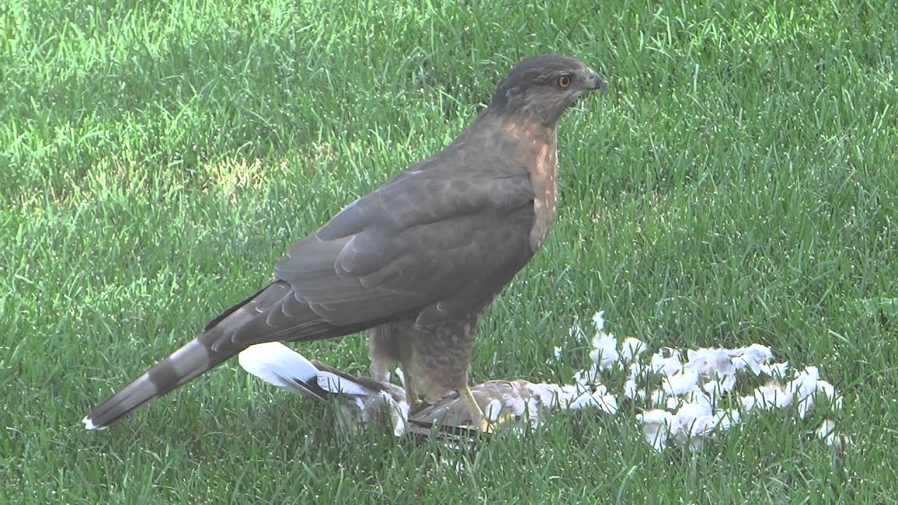Sharp-Shinned Hawk (possibly Coopers Hawk) 