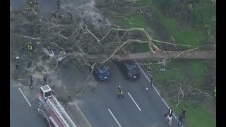 Tree falls on vehicles in California, 11 rescued