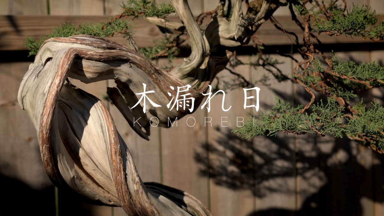 Komorebi - Light Through the Trees - YouTube