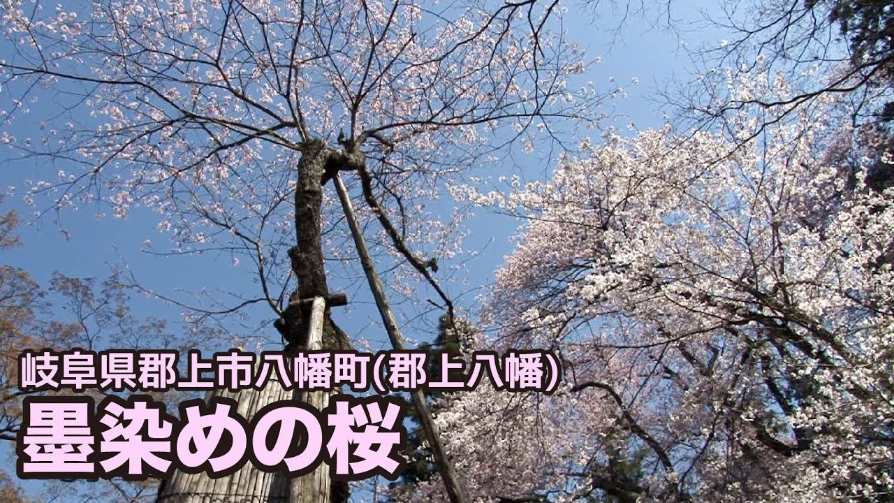 岐阜県郡上市 郡上八幡 墨染めの桜 Youtube 岐阜県郡上市 郡上八幡 墨染めの桜 Youtube