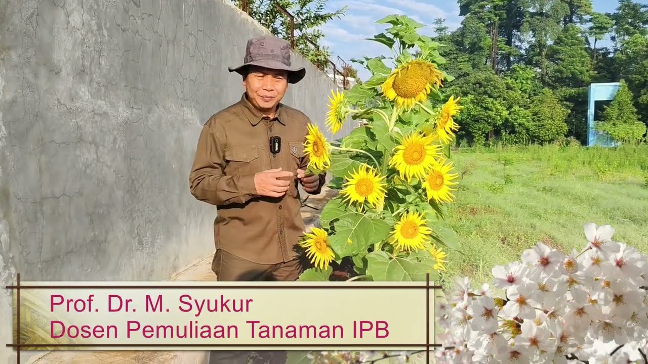 Seleksi massa tanaman menyerbuk silang: Bunga Matahari