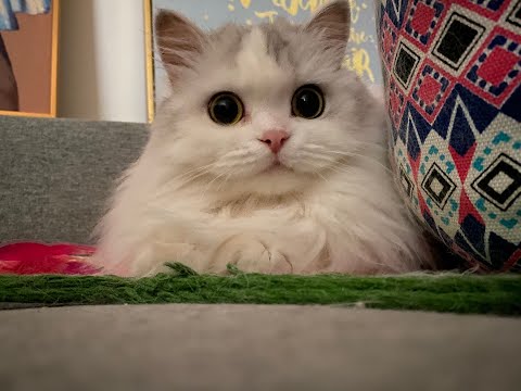 萌猫 萌喵一箩筐cats rock - YouTube