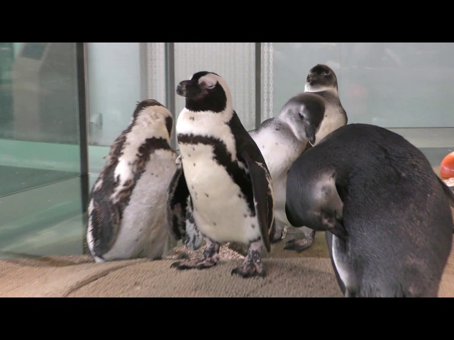 African penguin (NIFREL, Osaka, Japan) December 18, 2018 - YouTube