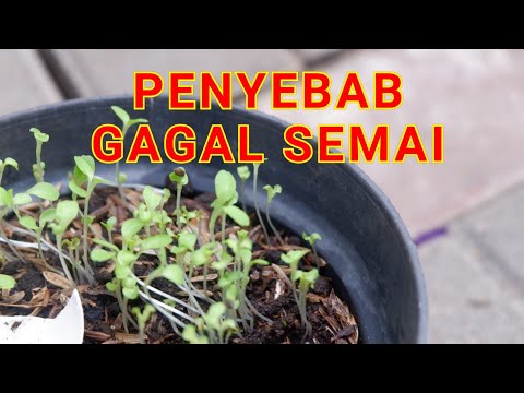 PENYEBAB GAGAL SEMAI , SERING TERJADI