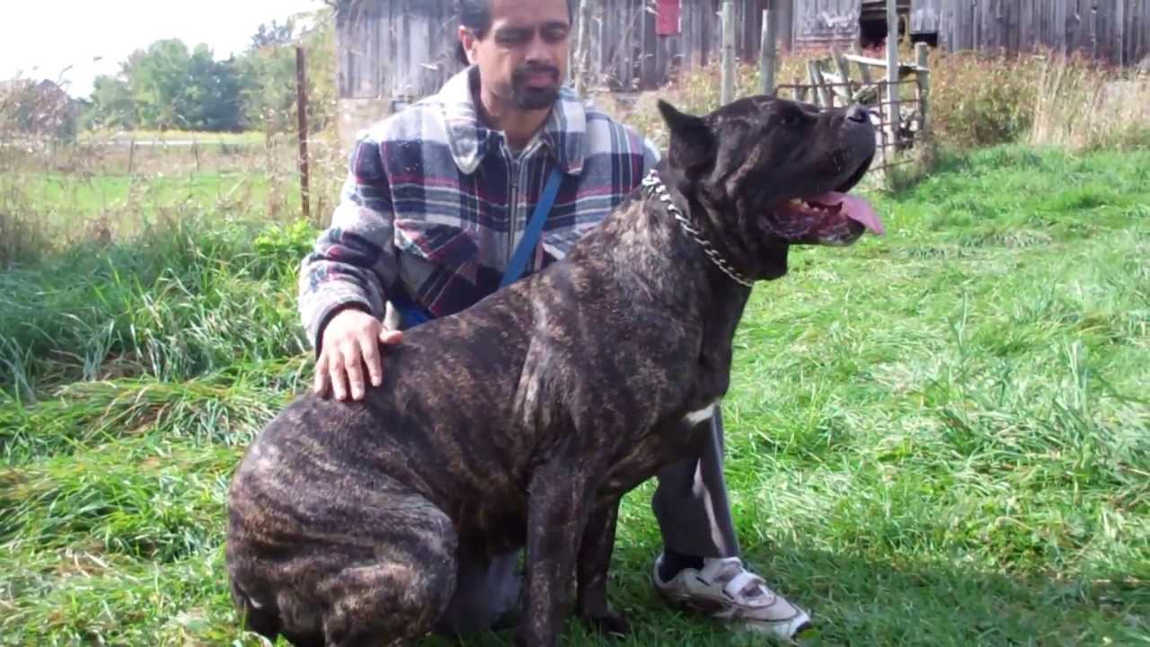 150 lb cane corso