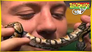Zoboomafoo With The Kratt Brothers Snakebellies Full Episode Animal Show For Kids
