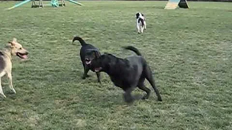 Mable, Morton, Montana, Jasmine and Zoey Having a ...