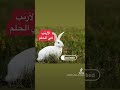 تفسير رؤية الأرنب في الحلم للفتاة و الشباب تفسير رؤية الأرنب في الحلم للفتاة و الشباب