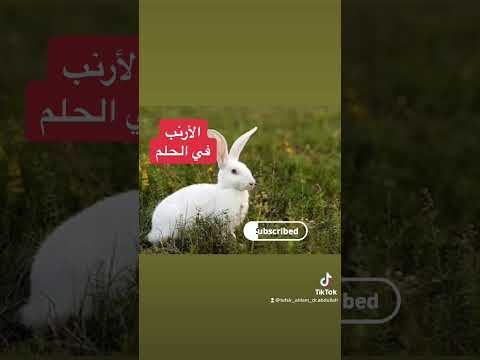 تفسير رؤية الأرنب في الحلم للفتاة و الشباب