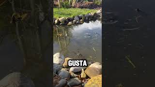 Descubrimiento Asombroso Ranas En Su Posada Secreta
