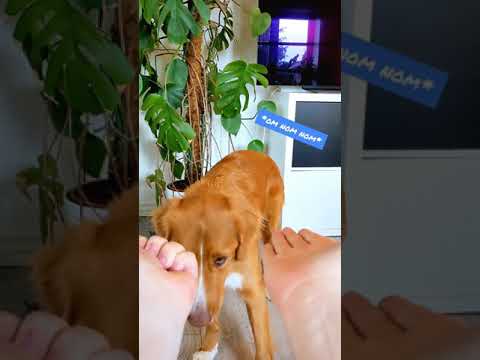 Video: Babesia hos hunder: symptomer, årsaker, diagnose, behandling av infeksjon av canine babesia