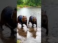 Capybara Aikido in Australia’s Monsoon Rain