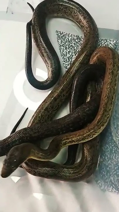 Macklots python trio🐍🐍🐍 #macklots #liasis - YouTube