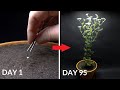 Growing cilantro coriander time lapse  seed to flower