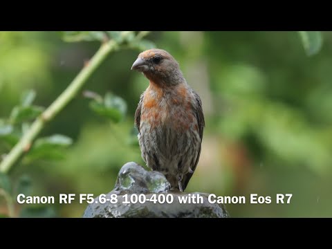 Canon RF 100-400 with Canon R7