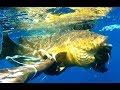 Spearfishing oversize groupers with raffaele seiello  chasse sous marine merou pescasub cernia