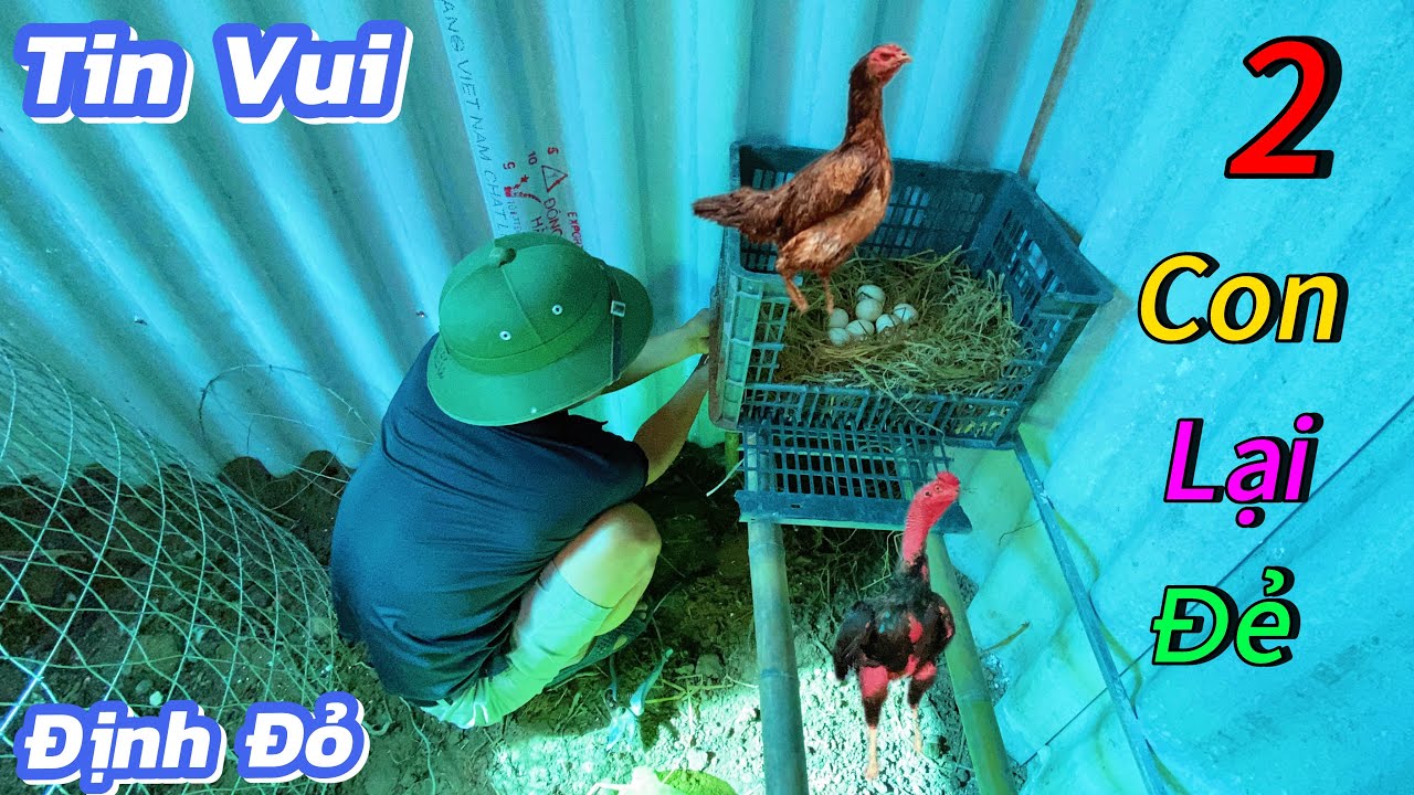 Tin Vui Khi Thêm 2 Em Gà Nữa Đẻ - Làm Ổ Thêm Cho Gà Đẻ / Định Đỏ