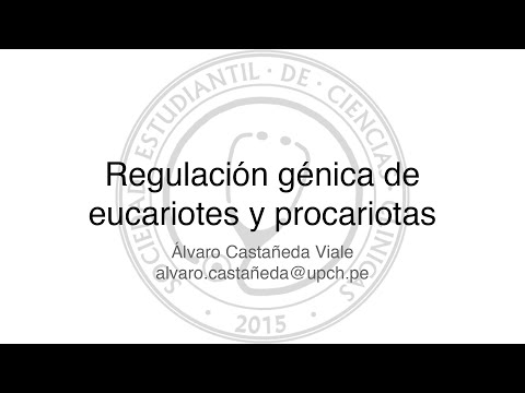 Video: ¿La proteína gal4 en la levadura realiza una regulación positiva o negativa de los genes GAL?