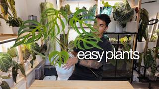 10 Easygoing Plants in My Collection 🌿