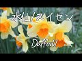 🌼 水仙(スイセン) /Daffodil  ~ピアノ曲(Piano)~