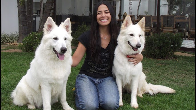 PASTOR BRANCO SUIÇO, O CACHORRO DOS ALPES!