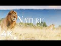 Capture de la vidéo Lion King 4K 🦁 Scenic Relaxation Film - Peaceful Relaxing Music - Nature Sounds Ultra Hd