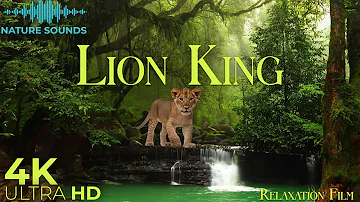 Lion King 4K 🦁 Scenic Relaxation Film - Peaceful Relaxing Music - Nature Sounds Ultra HD