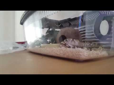 Athena's feeding time