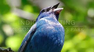 Indigo Bunting at McConnell Springs Park in Lexington Kentucky