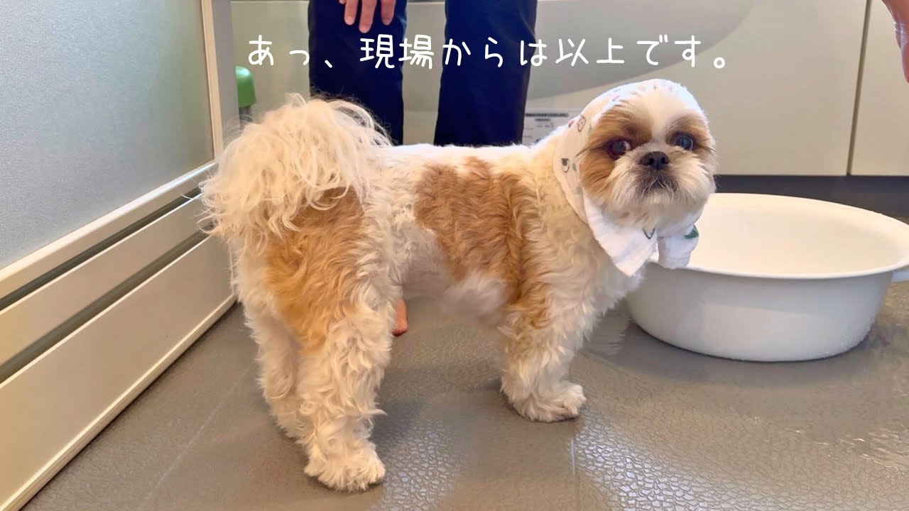 【シーズー】こちら現場から今年初の積雪をお知らせいたします⛄️2026年福来カレンダーも発売決定！！【犬Vlog】