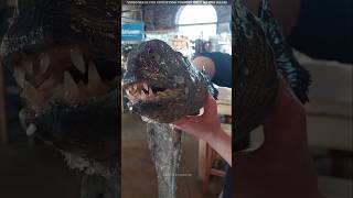 Why Wolf Eel Fish So Dangerous?😱 Profile