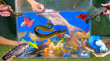 Tổng hợp các video cá cảnh đẹp, động vật dễ thương, cá mập khổng lồ, cá chình, cá nàng hai