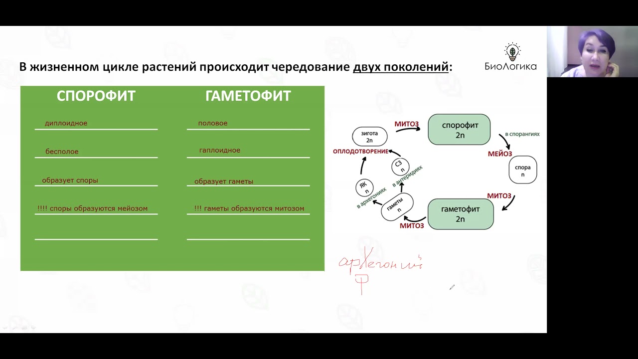 Циклы растений тест. Жизненные циклы растений ЕГЭ биология 2023. Жизненные циклы растений шпора ЕГЭ Вебиум. Циклы растений ЕГЭ шпоры Вебиум.