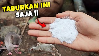 Ternyata cukup taburkan ini, tikus langsung pergi selamanya !!