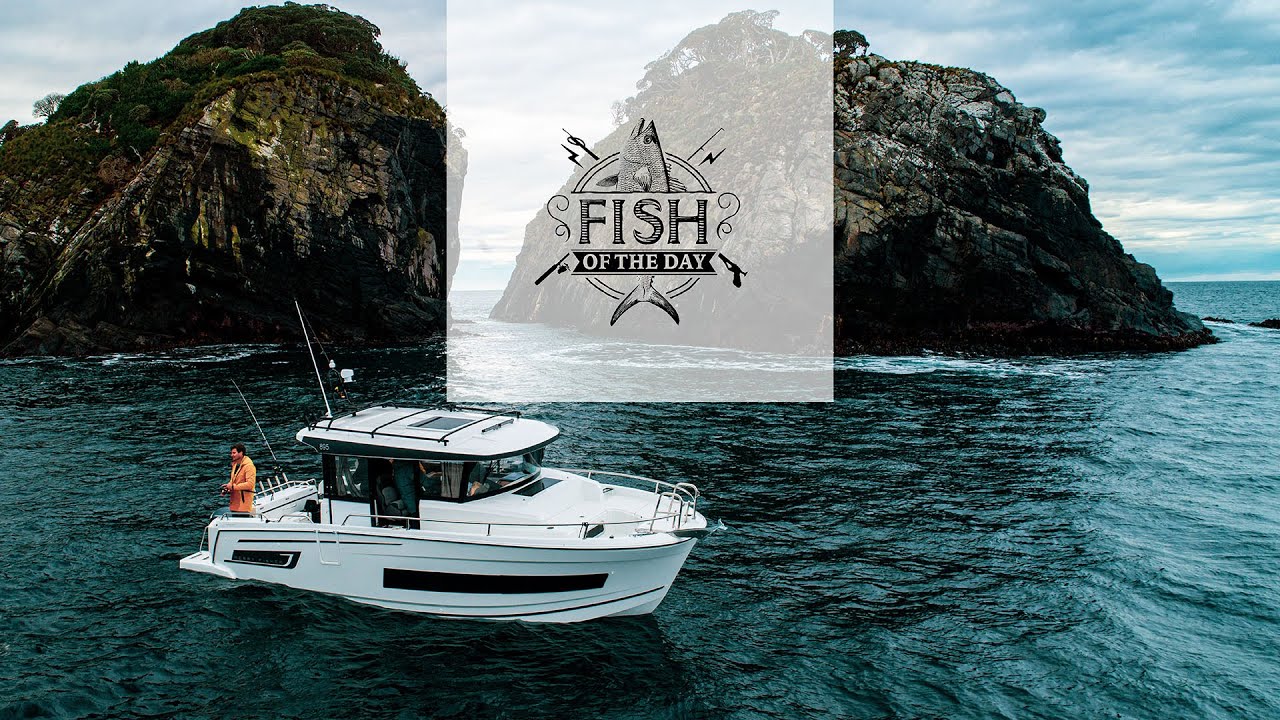 Fish of the Day I Saison 4. Épisode 3 – Plongeon au cœur d’une jungle d’espèces