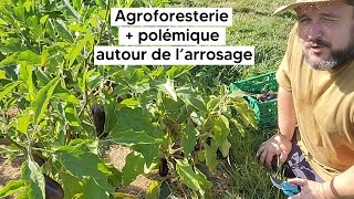 Mon retour sur la polémique autour du non arrosage + l'agroforesterie 『on papote chill en récoltant』