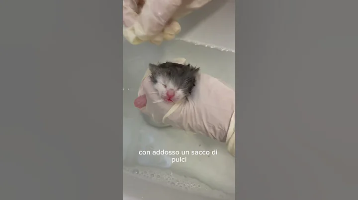 Video 11065791: kitten bath, newborn kittens