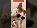 🕺🐶😹“Cute Boy Dog का डांस देख बिल्ली ने चश्मा पहनकर दे दियाJudge वाला लुक!”😂🔥#funny #viralshorts#lol