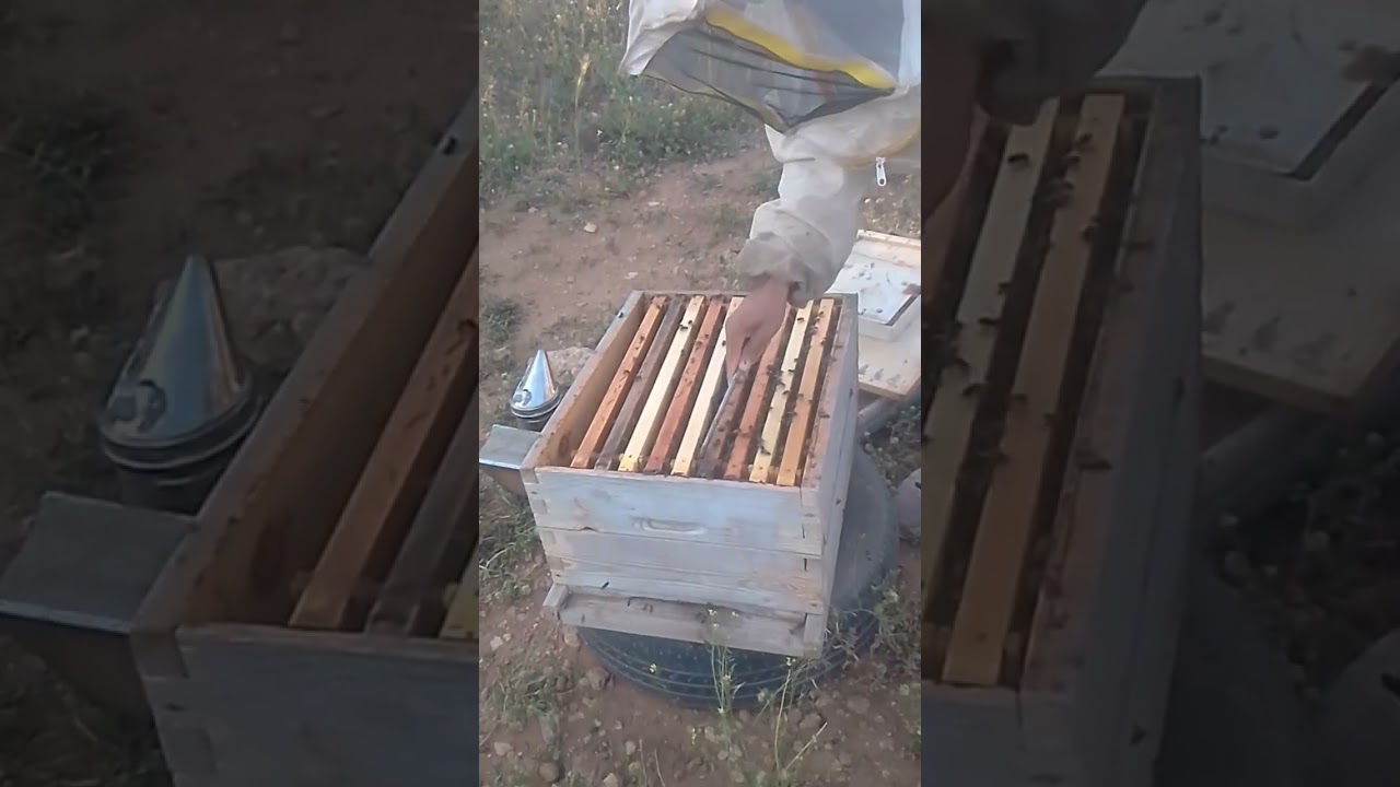 كيف تضع العاسلة للحصول على عسل طبيعي 100% خطوة بخطوة 🐝🍯