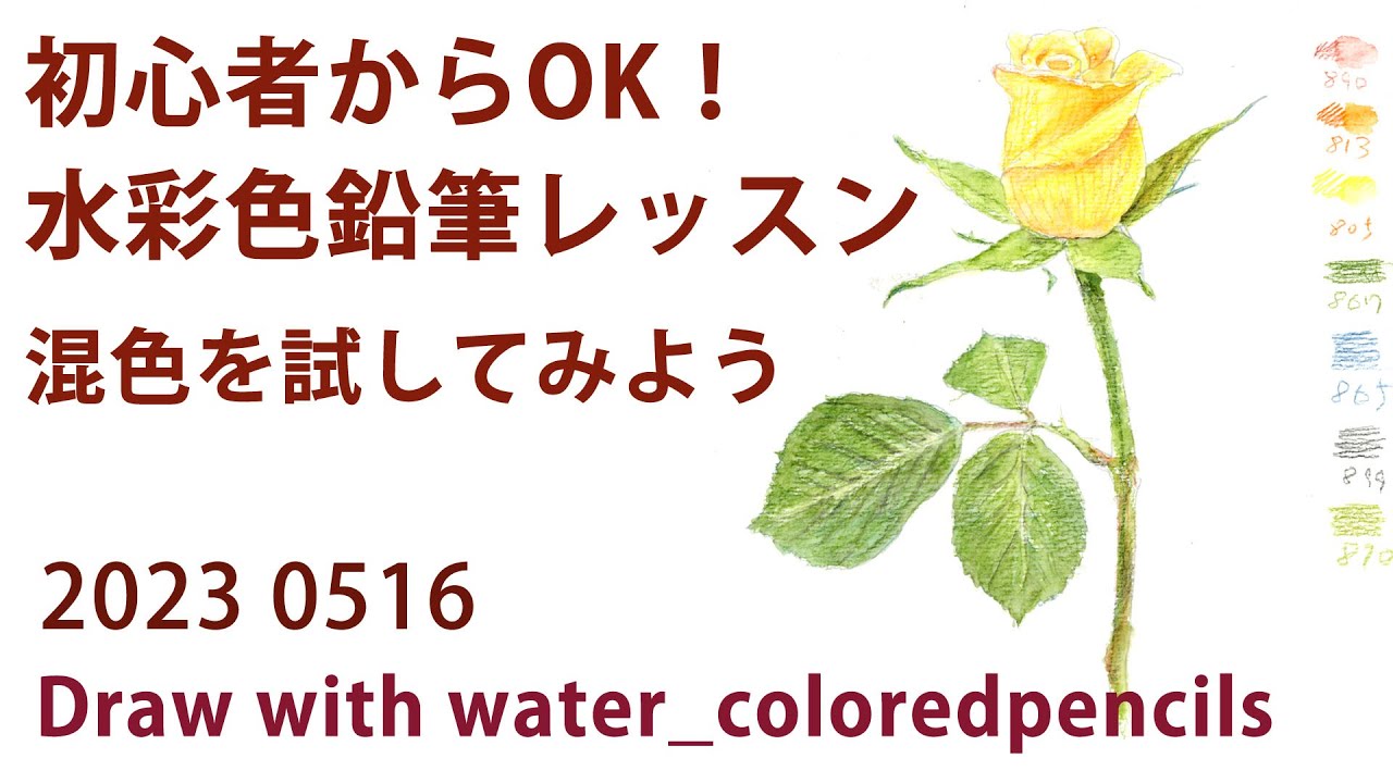 水彩色鉛筆画】2時間用レッスン課題。バラ描く、軽く混色してみま