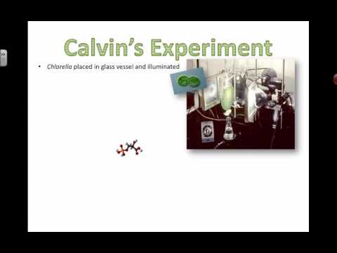 Calvin&rsquo;s Experiments (2016) IB Biology