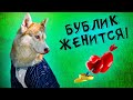 ЖЕНИХ БУБЛИК! Гуру Шоппинга AliExpress выбрала ему костюм на свадьбу! Хаски Бандит Говорящая собака