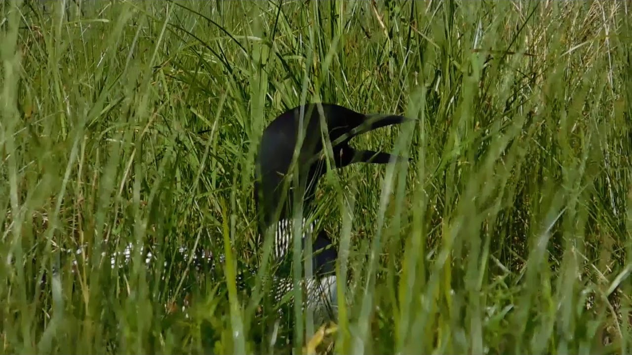 Loons in NH 2020 YouTube