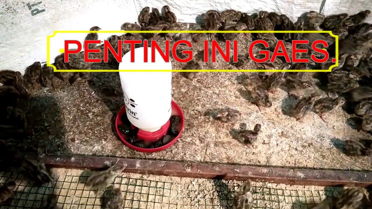 CARA BERTERNAK BURUNG PUYUH DARI UMUR KECIL SAMPAI BERTELUR 