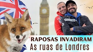 Vlog: Andando de noite por Londres e encontrando Raposas por suas ruas. #Londres | Colornicornio