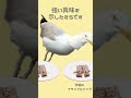 【雑学】賢いカモメ、愚か人間が餌場に見える #shorts