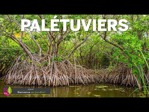 Vidéo: Pourquoi les halophytes ont des pneumatophores ?