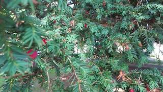 The Ancient Yew Tree, Tisbury,  Wiltshire.