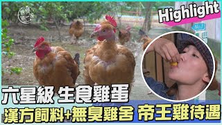 【新竹】帝王待遇養雞場 專產六星級生食雞蛋（中藥漢方飼料／辣椒粉除菌）｜《世界第一等》1089集 Highlight 精彩搶先看